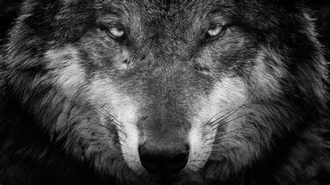 See more ideas about wolf, black wolf, wolf wallpaper. Wolf black and white portrait wallpaper - backiee