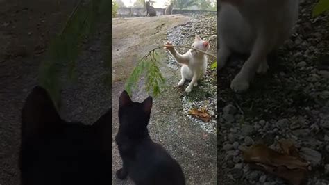 Main Sama Kucing Youtube