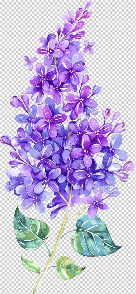 Purple Flowers Illustration Lilac Watercolor Painting Flower Violet