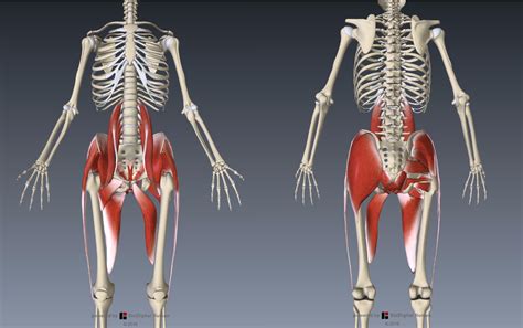 Anatomy Muscles Pelvis Anatomy References Leg On Pinterest Muscle