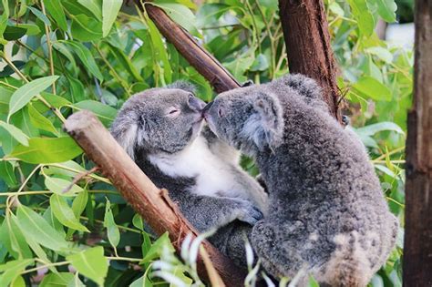 10 Images That Will Make You Want To Have Koala Photo Of Your Own