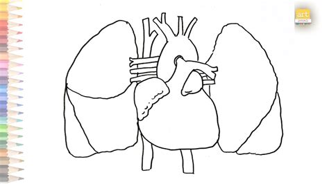 Heart And Lungs Diagram Easy How To Draw Human Heart And Lungs