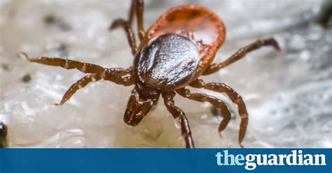 Tick Bites That Trigger Severe Meat Allergy On Rise Around The World