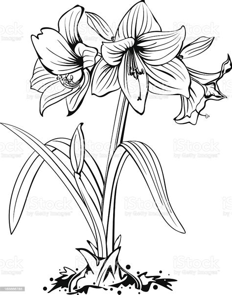 Download free flower vectors and other types of flower graphics and clipart at freevector.com!. Amaryllis Flower Line Art Stock Illustration - Download ...