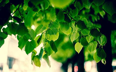 Green Tree Wallpapers Wallpaper Cave