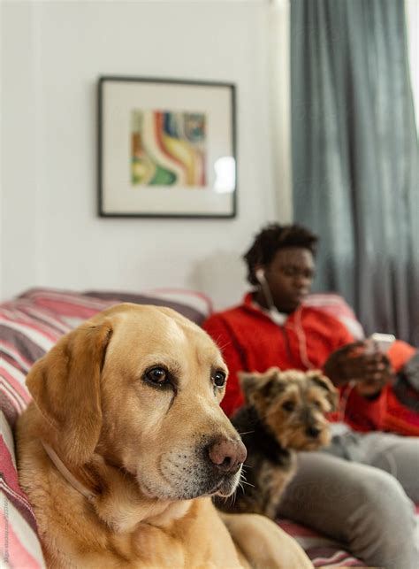 Pet Dogs On Sofa Stock Image Everypixel