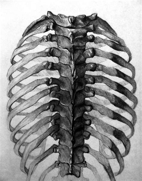 An Image Of The Rib Cage