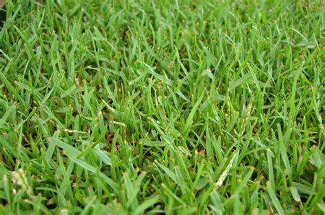 The 4 Best Kinds Of Grass For Southern California Chucks Landscaping