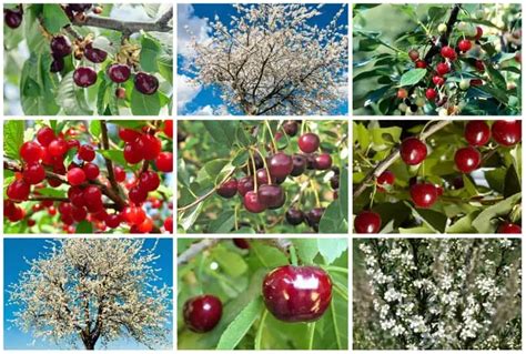 9 Cold Hardy Cherry Trees For Usda Zone 5