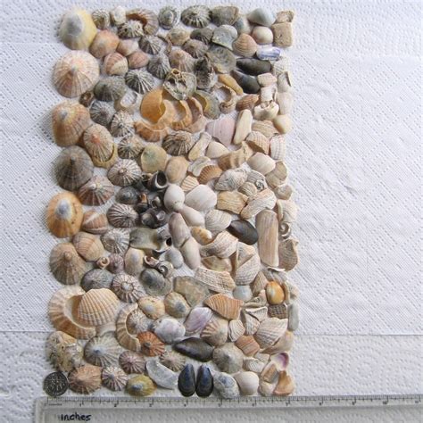 167 Natural Sea Shells Shell Fragments Art Mosaic Craft Etsy