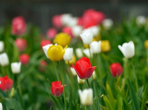 Bunga Tulip A Photo On Flickriver
