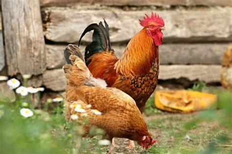 How Often Do Roosters And Hens Mate Facts And Faqs Pet Keen