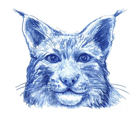 Lynx Lynx Eurasian Lynx Drawing Drawing By Frank Ramspott Fine Art