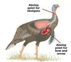 Turkey Shot Placement Bow Hunting Deer Hunting Guns Turkey Hunting