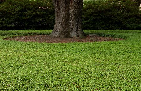 These are the best ground cover plants that shouldn't have any problems growing on a slope or steep bank. Tips Offered For Managing Shaded Lawns