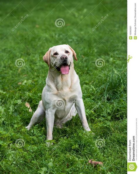 Happy Labrador Retriever Dog Sitting On The Grass Stock Image Image