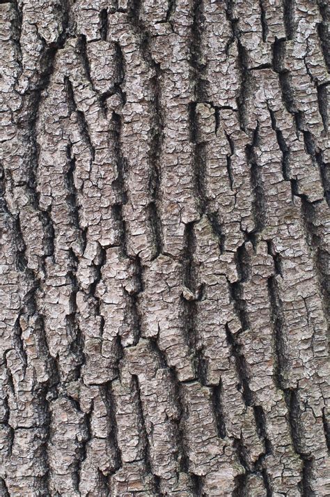 Tree Bark Free Photo Download Freeimages