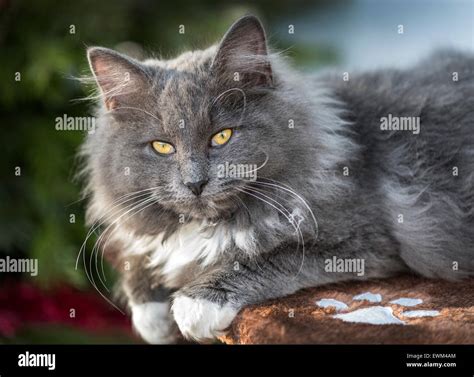 Young Female Cat Hi Res Stock Photography And Images Alamy
