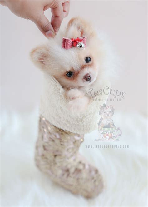 Teacups Puppies Cute Pomeranians Available Teacup Puppies And Boutique