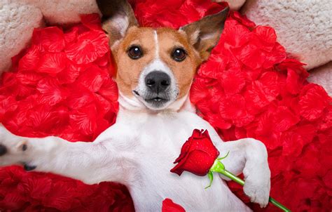 Download Wallpaper Dog Petals Love Rose Romantic Hearts Funny By