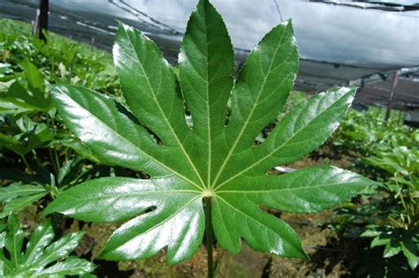 How To Grow And Care For Fatsia Japonica Plantly