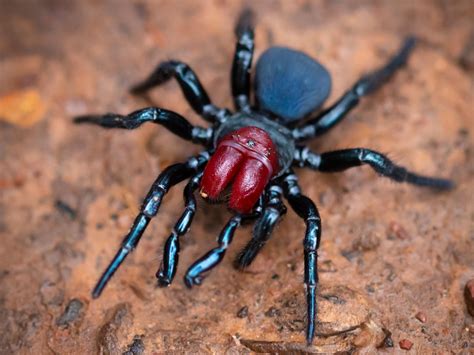Most Dangerous Spider In The World Top