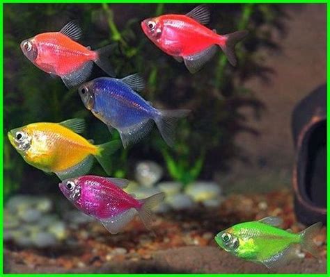 What Is A Glofish Tetra Glofish Electric Green Tetra Glofish Long Fin