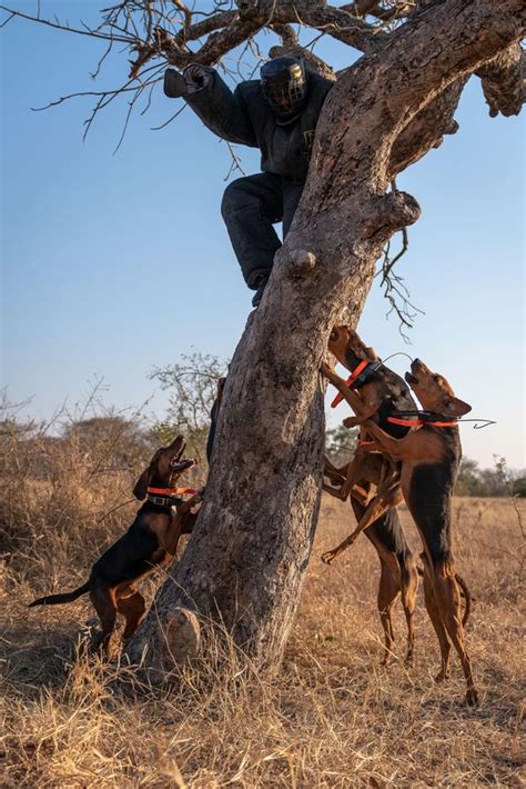 Dogs Protecting Wildlife Have Saved 45 Rhinos From Poachers In South