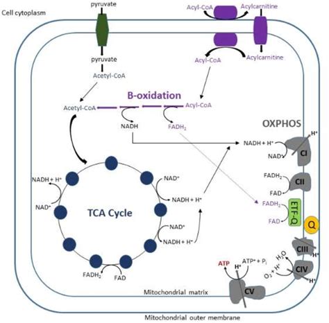 Figure 1 1 From The Effect Of Beta Oxidation Or TCA Cycle Inhibition On