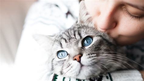 10 señales de que eres una persona felina ~ solo gatos
