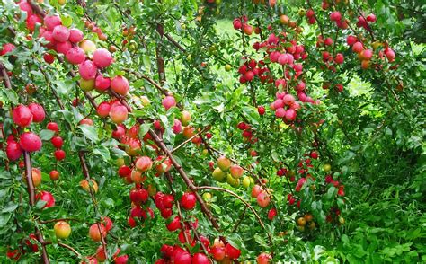 Red Plums Tree Plum Tree Red Plum World Pictures Birds Nature