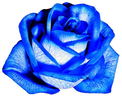 Safeer Desta: Sky Blue Flowers Png / transparent flower on Tumblr png image