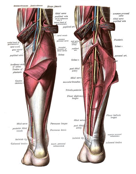 Tríceps sural músculos de la pierna Fisioterapia para