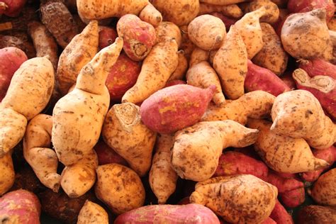 Growing Sweet Potatoes How To Plant And Grow Sweet