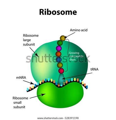 Structure Ribosome Infographics Illustration On Isolated Stock