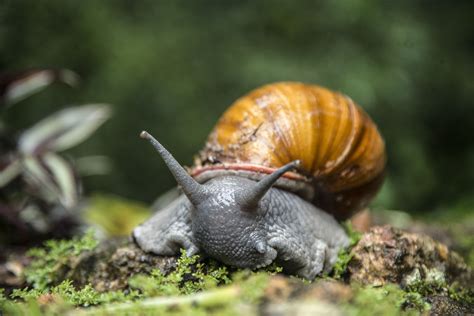 10 Spectacular Snail Species