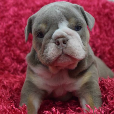 Fully suited lilac tri champagne boy. lilac tri english bulldog puppy for sale