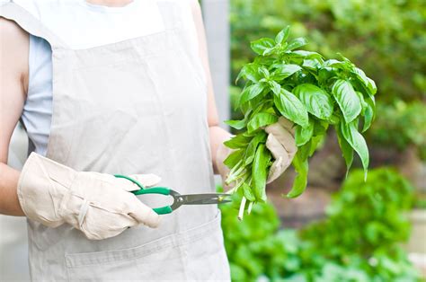 Pruning Back Basil How And When To Trim A Basil Plant