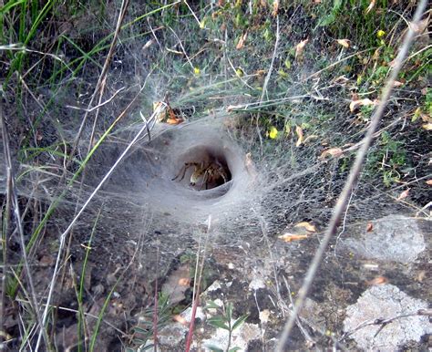 These spiders can't breathe underwater, though, so they make repeated trips to the surface to capture air bubbles with specially adapted hairs. File:Spider web Teruel.jpg - Wikimedia Commons