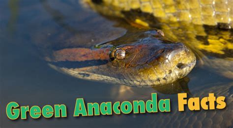 Green Anaconda Facts And Information From Active Wild