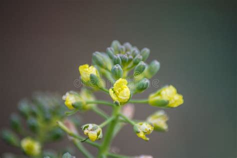 Broccoli Flower Blooming In The Garden Green Leaves Canola Vegetable