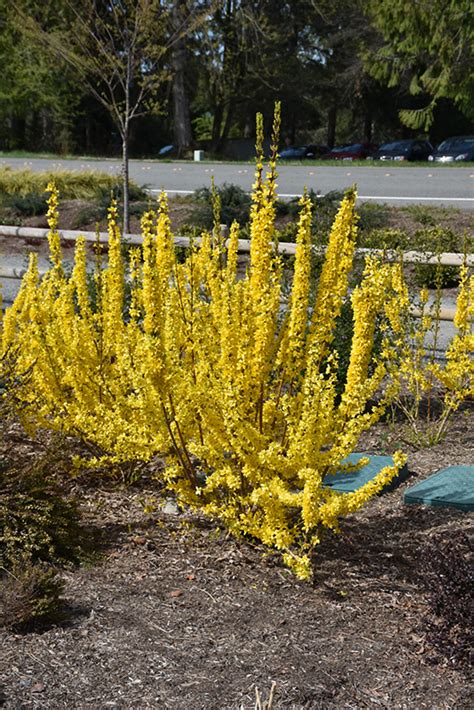 If you would like to keep your video turned off always so that you. Show Off® Starlet Forsythia (Forsythia x intermedia ...
