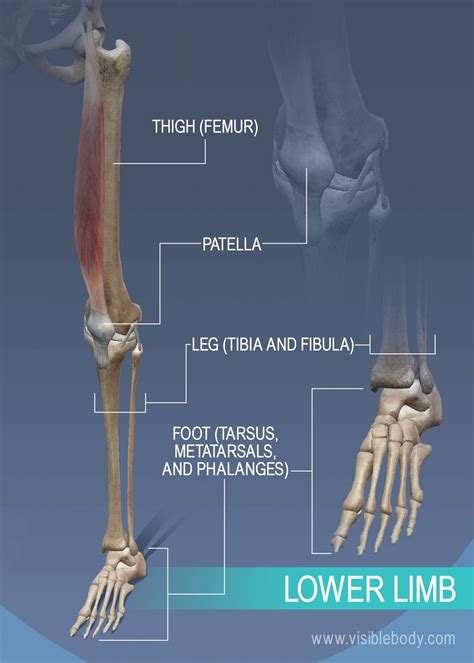 Thigh Leg And Ankle Bones Of The Lower Limb In 2020 Skeleton