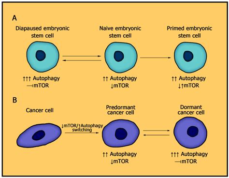 Membranes Free Full Text The Mtor Pathway In Pluripotent Stem Cells