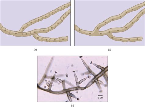 Dark septate endophytic (dse) fungi is a diverse group of ascomycetes fungi that colonize the plants roots, and may facilitate plant growth and fitness, however, their ecological roles need further clarification. Characteristics of Fungi - Biology 2e