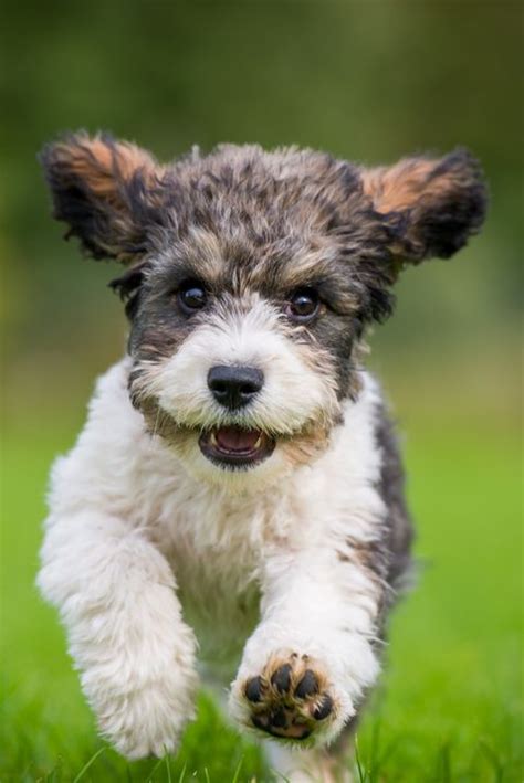 18 Best Mixed Breed Dogs Cutest Breed Dog Mixes