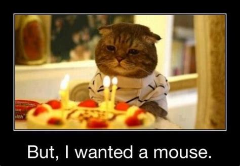 The Best Ideas For Funny Cat Birthday Best Collections Ever Home