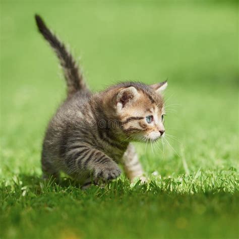Little Kitten On The Grass Stock Image Image Of Outdoor 55160319