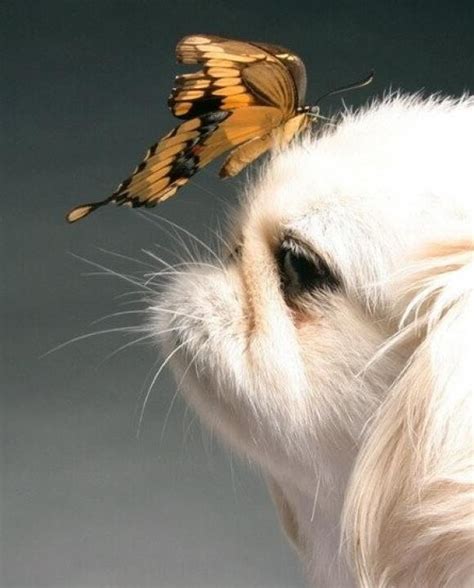 Dog With Butterfly On Nose Butterfly Kisses Pinterest