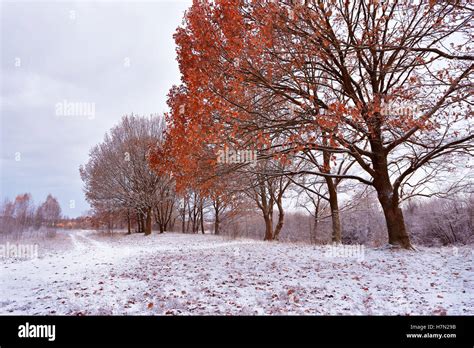 First Snow In The Autumn Park Fall Colors On The Trees Belarus Autumn